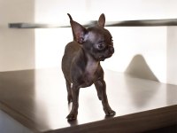 Özel Teacup Chihuahua yavrusu şimdi sahip olsun