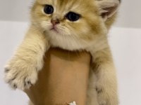 Safkan golden ny11 dişi british shorthair