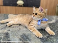 Golden british shorthair kızım