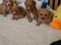 Sevimli Maltipoo Yavrularımız