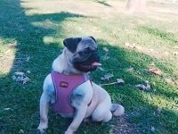 11 aylık dişi pug köpeği