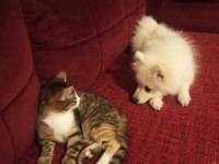 4 aylık spitz dişi köpeğimiz