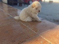 Chow chow köpeğimiz