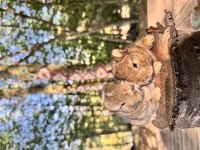 Rezerveye açık netherland dwarf cüce tavşanlar