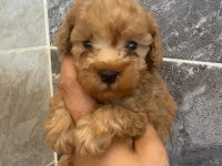 Toy poodle yavrularımız
