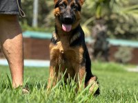 Almanların Efsaneleşen Köpeği Alman Kurdu Yavruları