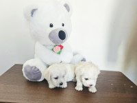 Maltese terrier yavrular