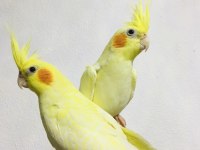 JUMBO BOY EV ÜRETİMİ A KALİTE ERKEK LUTİNO SULTANLAR