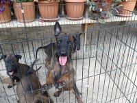Belçika malinois dişi ve erkek mevcut