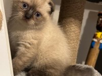 Blue point scottish fold kedisi