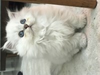 British saf kan longhair