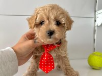 Mini maltipoo Bakımı Kolay Bebekler 