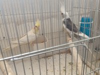 Sağlıklı Çift Sultan Papağanı