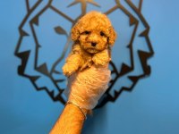 SHOW KALİTE TOY POODLE