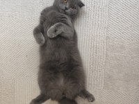 ÇOK UYSAL KISIRLAŞTIRILMIŞ SCOTTİSH FOLD KEDİMİZ