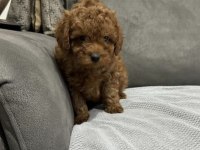 Orjinal yavru kore poodle