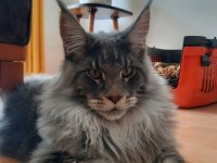 XXXL 10 günlük 2 erkek yavru ŞAMPİYON KAN HATTI KEDİMİZ