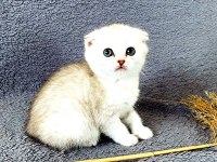 Scottish Fold Silver Bebekler