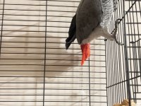 4 yaşında erkek red factor jako papağanı