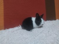 Cüce Tavşan Yavruları (Küçük Irk)