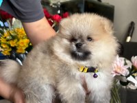 Pomeranian boo orjinal