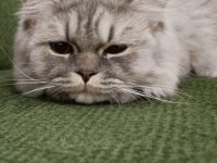 BRITISH LONGHAIR 8 AYLIK