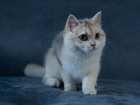 British shorthair golden dişi kedim
