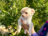 Şivava (chihuahua)