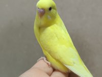 Yavru Muhabbet Kuşu Kırmızı Göz