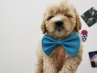 Maltipoo Adrese Teslim, Kapıda Ödeme Yapabilirsiniz