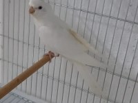 Yeni yeme düşmüş sultan papağanları