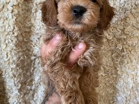 KİLO GARANTİLİ TOY MALTİPOO YAVRUMUZ