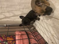 french bulldog