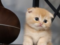 Golden Fold Top Kafa Scottish Fold Bebeğim