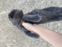 Scottish Fold çocuklar yuva arıyor