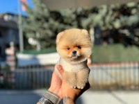 Pomeranian güzeller güzeli erkek yavrumuz