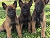 Karakteri Sağlam Belçika Malinois Yavruları