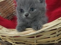 British Shorthair Minnoslarim