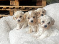 MALTİPOO YAVRULARIMIZ