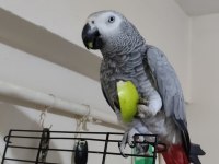 3 Yaş Civarı Full Evcil Jako Kelimesi Cümlesi Mevcuttur