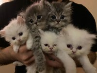 50 günlük yavru chinchilla