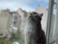 1.5 yaşında british longhair