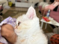 2.5 3 aylık British Shorthair Chinchilla yavrusu