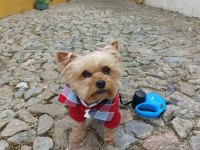 Uyguna wc eğitimli bakımlı köpeğimiz