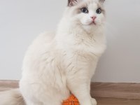 Sahibinden safkan secereli ragdoll bicolor erkek yavruları