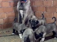 SAFKAN KANGAL YAVRULARI