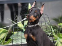Kalite doberman yavrular