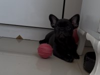 Kusursuz Güzellikte French Bulldog