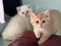 En güzel beyaz mavi gözlü british shorthair yavrular