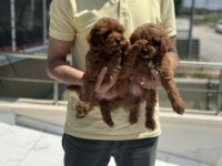 Petmode köpek çiftliğinden ziyarete maltipoo